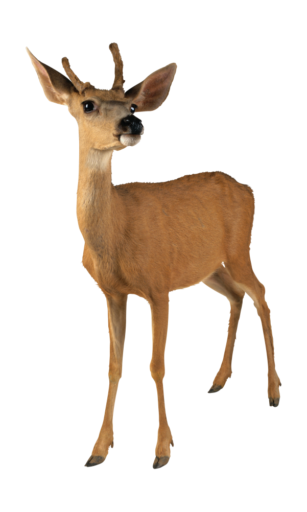 梅花鹿_鹿_deer_deer