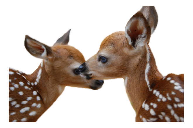 梅花鹿_鹿_deer_deer