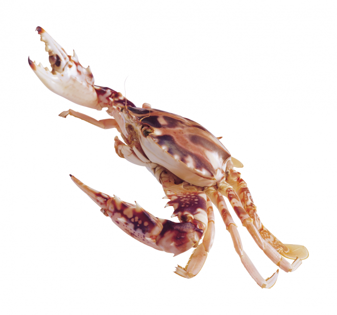 螃蟹_蟹_crab_crab