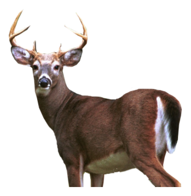 梅花鹿_鹿_deer_deer