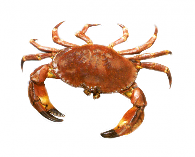 螃蟹_蟹_crab_crab