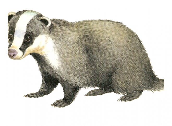 獾_badger_badger