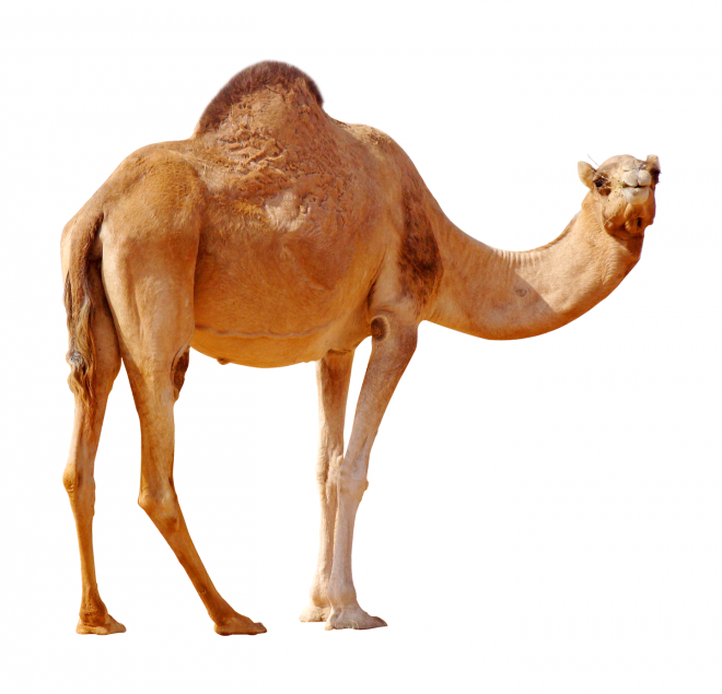 駱駝_沙漠之舟_camel_camel