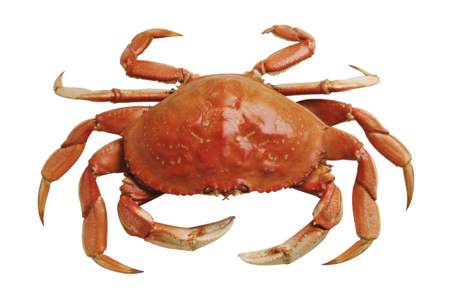 螃蟹_蟹_crab_crab