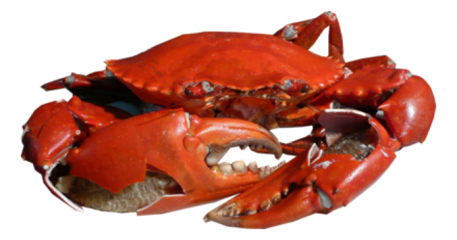 螃蟹_蟹_crab_crab