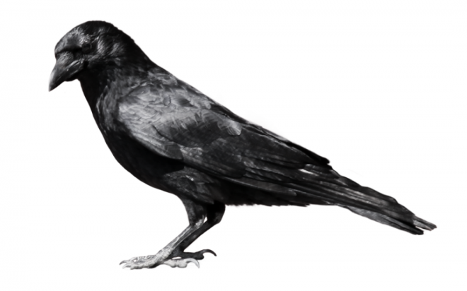 烏鴉_老鴰_crow_crow