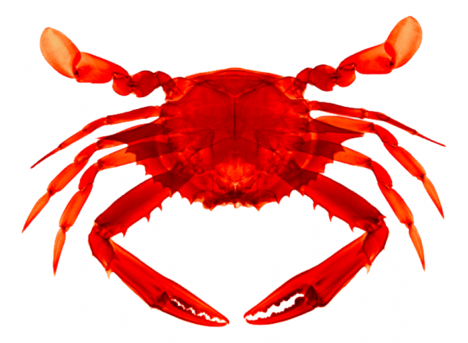 螃蟹_蟹_crab_crab