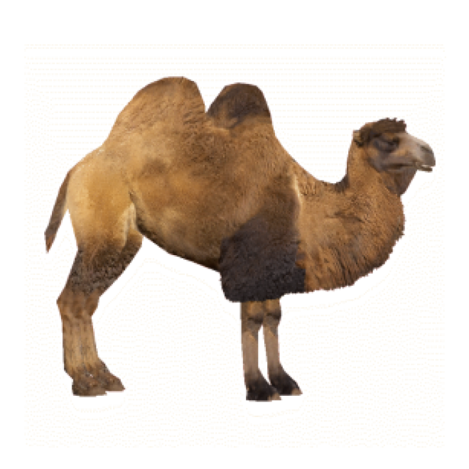 駱駝_沙漠之舟_camel_camel