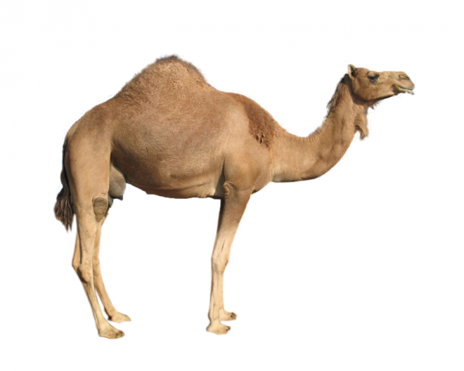駱駝_沙漠之舟_camel_camel