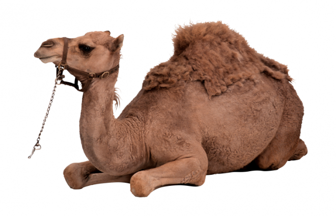 駱駝_沙漠之舟_camel_camel