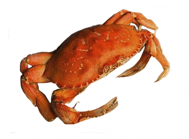 螃蟹_蟹_crab_crab