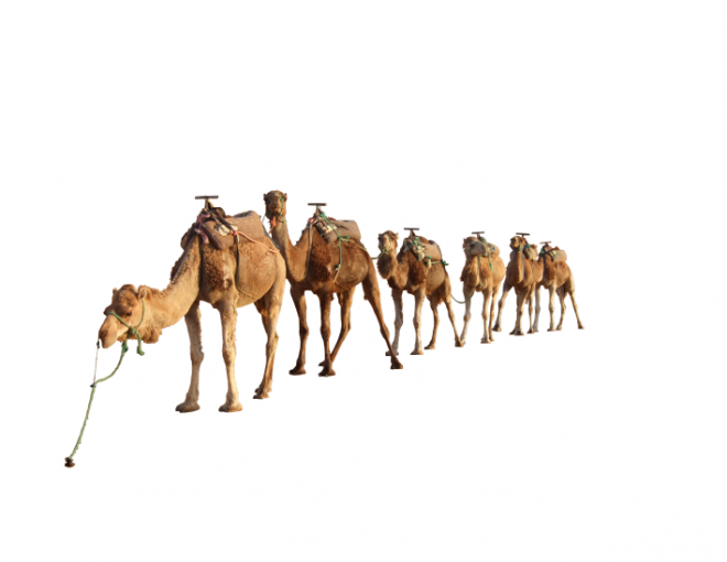駱駝_沙漠之舟_camel_camel