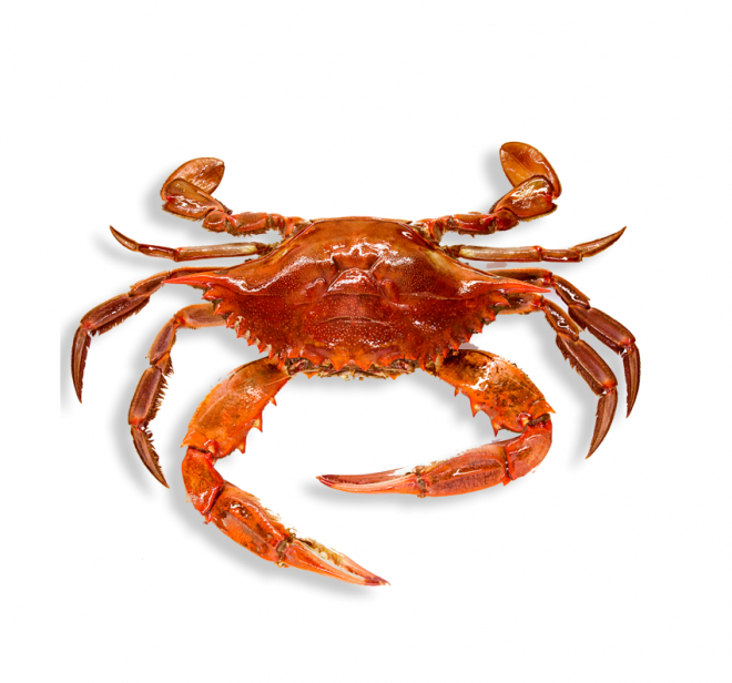 螃蟹_蟹_crab_crab