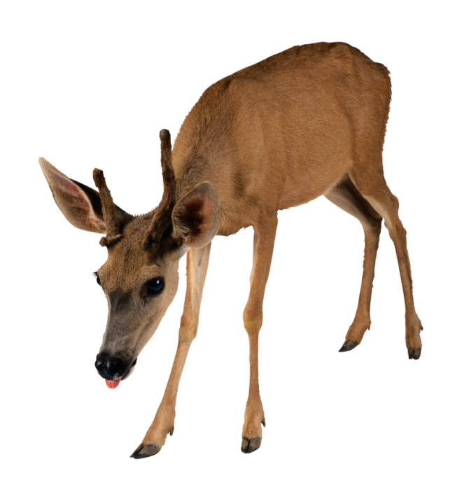 梅花鹿_鹿_deer_deer
