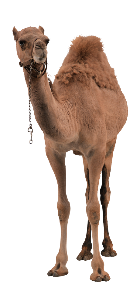 駱駝_沙漠之舟_camel_camel