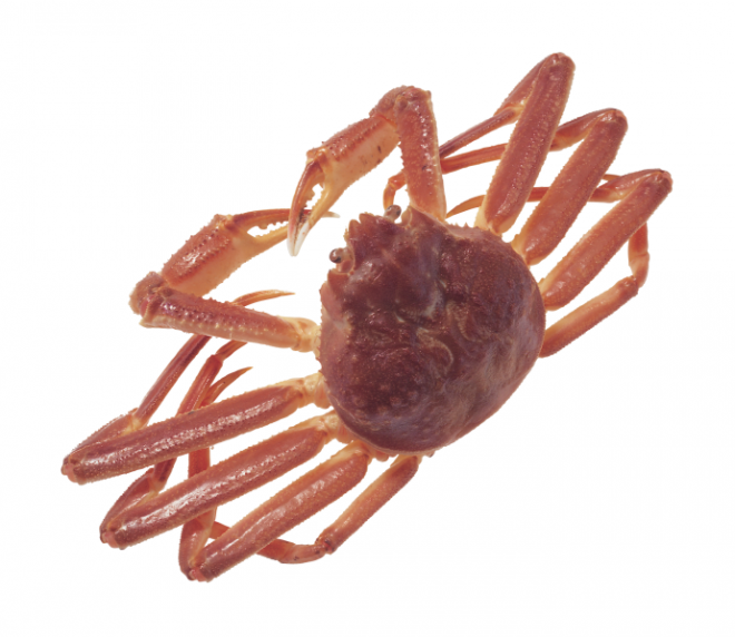 螃蟹_蟹_crab_crab