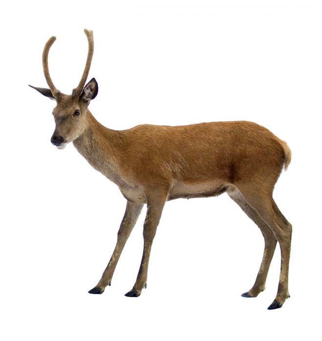 梅花鹿_鹿_deer_deer