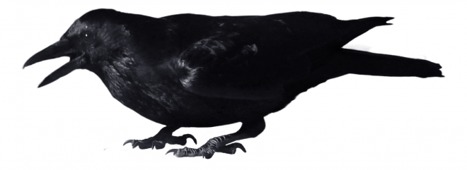烏鴉_老鴰_crow_crow