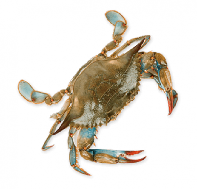 螃蟹_蟹_crab_crab
