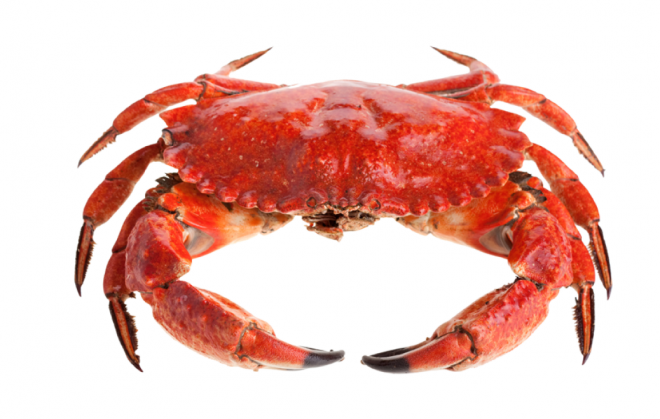 螃蟹_蟹_crab_crab