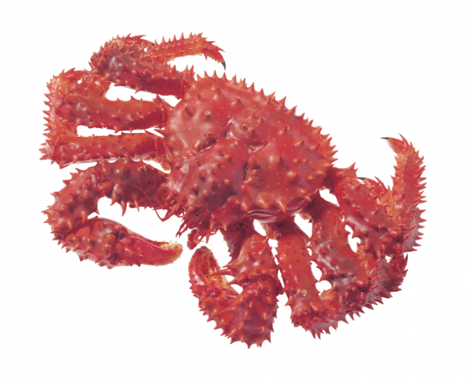 螃蟹_蟹_crab_crab