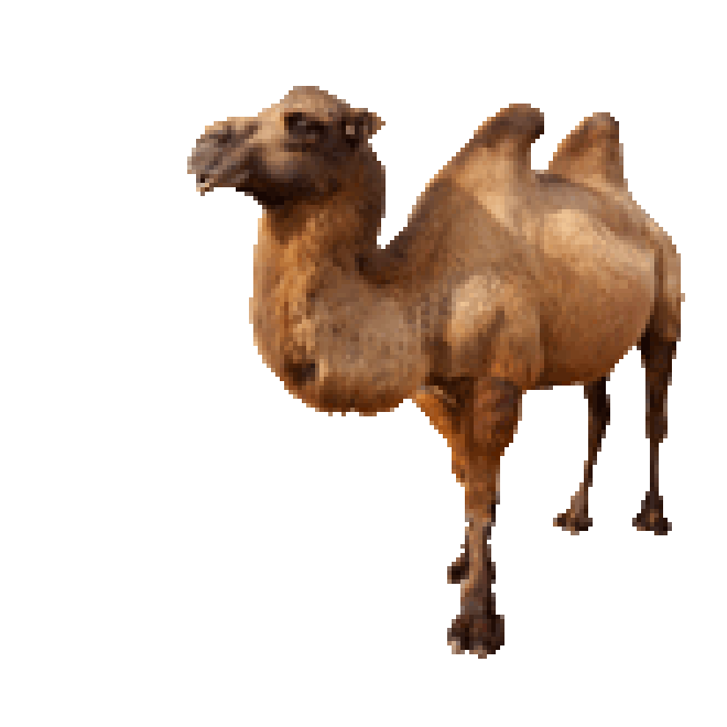 駱駝_沙漠之舟_camel_camel