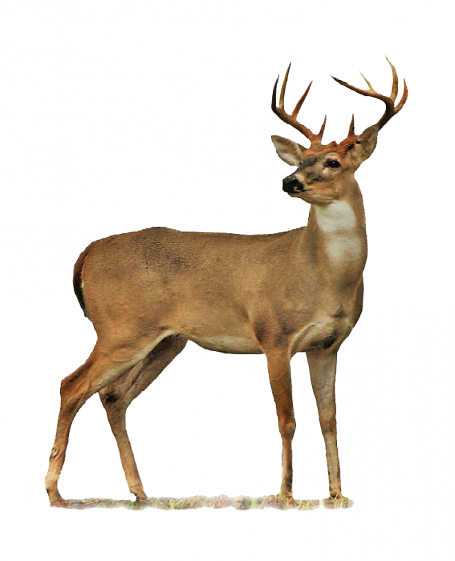 梅花鹿_鹿_deer_deer