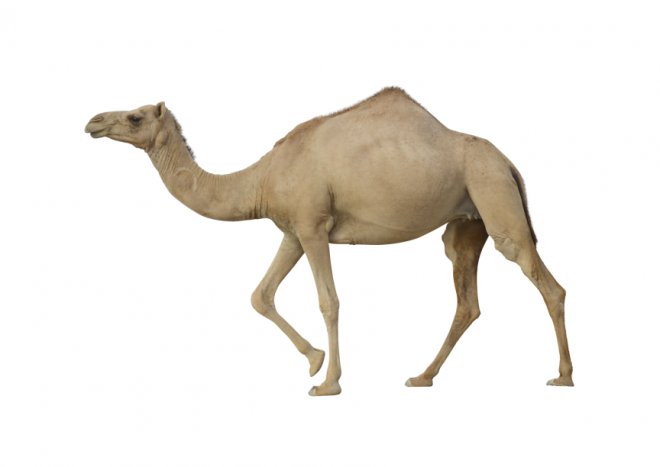 駱駝_沙漠之舟_camel_camel