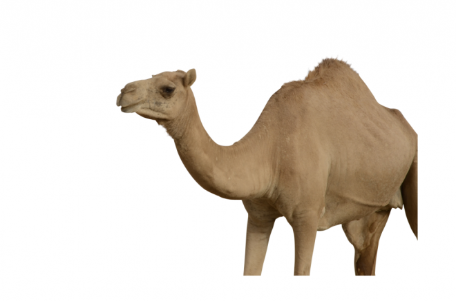 駱駝_沙漠之舟_camel_camel