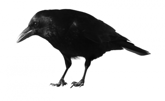 烏鴉_老鴰_crow_crow