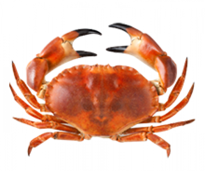 螃蟹_蟹_crab_crab