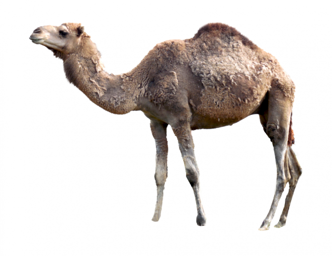 駱駝_沙漠之舟_camel_camel