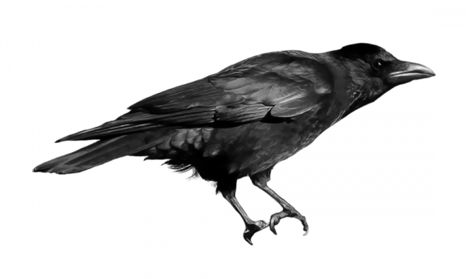 烏鴉_老鴰_crow_crow