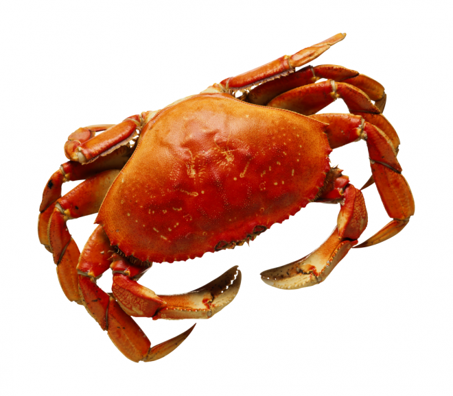 螃蟹_蟹_crab_crab