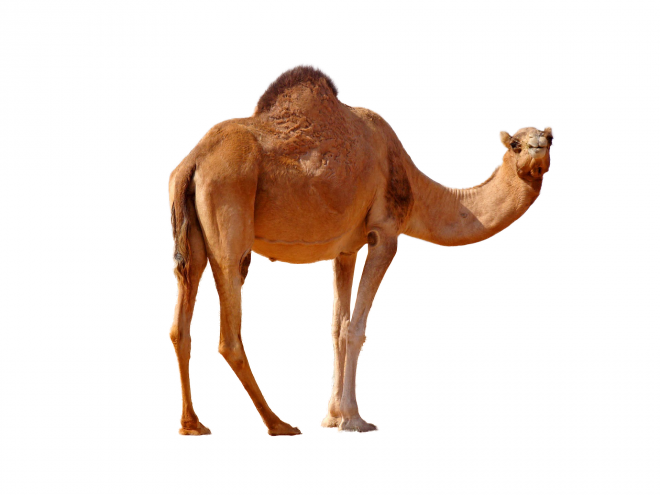 駱駝_沙漠之舟_camel_camel
