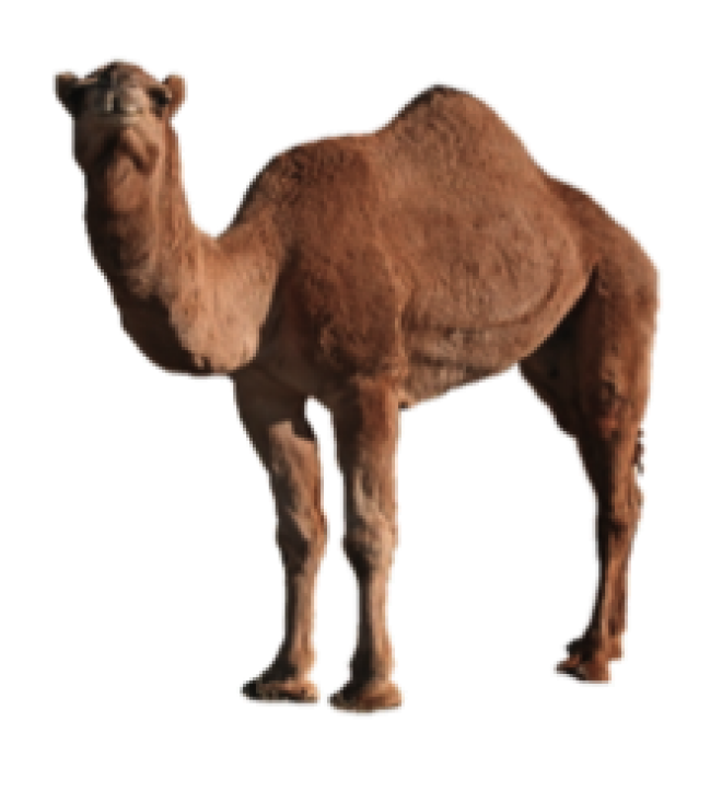 駱駝_沙漠之舟_camel_camel