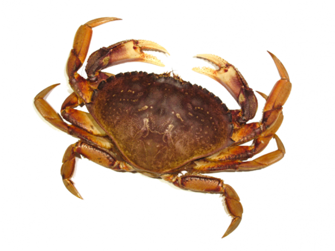 螃蟹_蟹_crab_crab