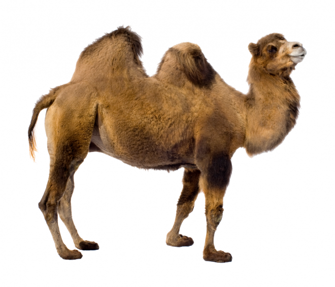 駱駝_沙漠之舟_camel_camel
