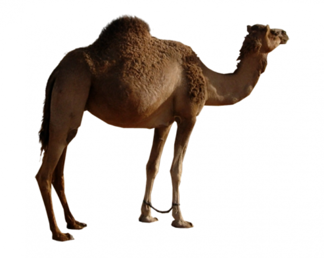 駱駝_沙漠之舟_camel_camel