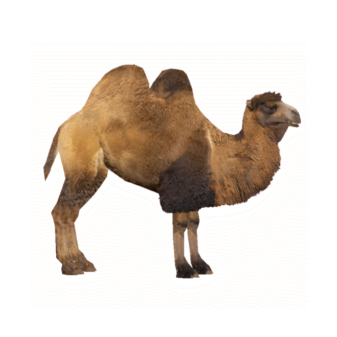 駱駝_沙漠之舟_camel_camel