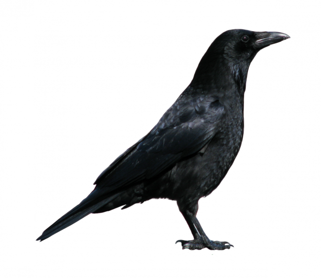 烏鴉_老鴰_crow_crow