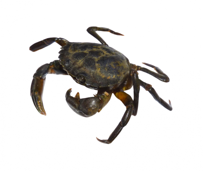 螃蟹_蟹_crab_crab