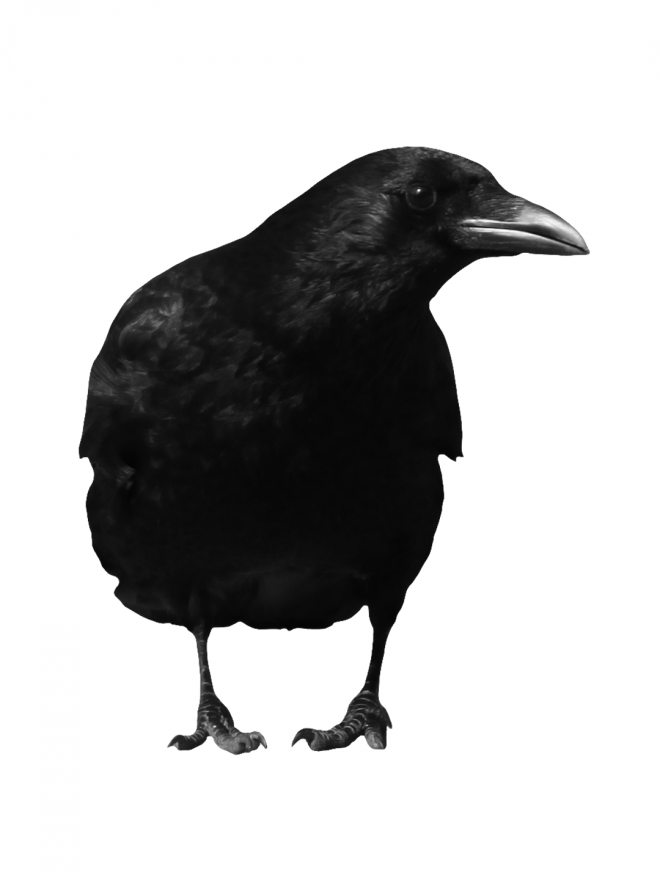 烏鴉_老鴰_crow_crow