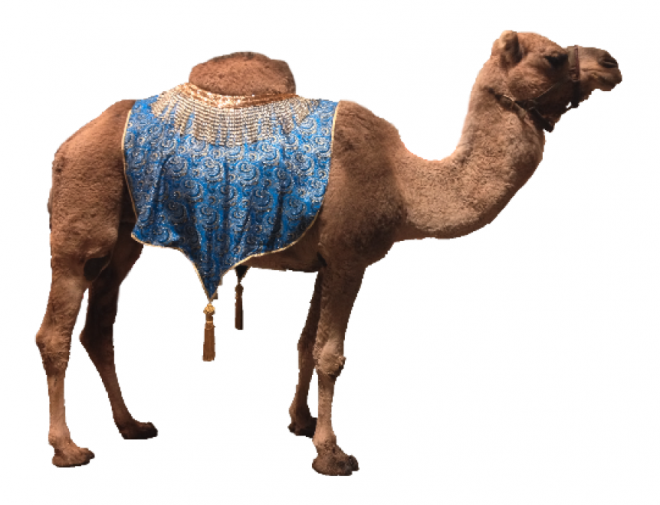 駱駝_沙漠之舟_camel_camel