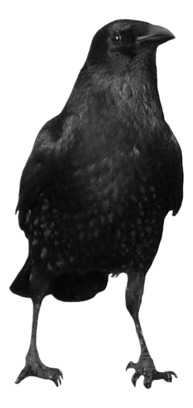 烏鴉_老鴰_crow_crow
