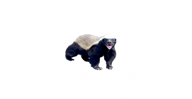獾_badger_badger