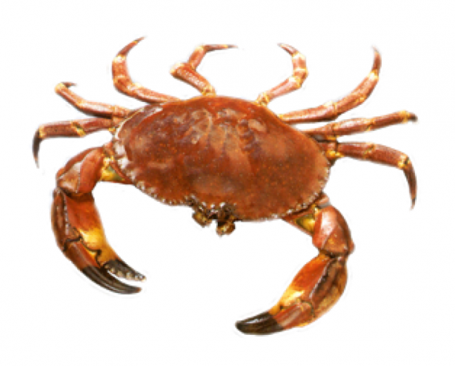 螃蟹_蟹_crab_crab