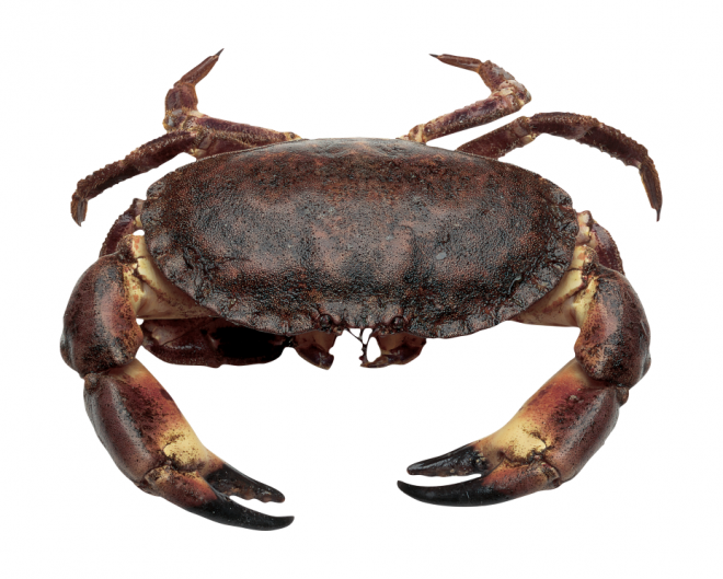 螃蟹_蟹_crab_crab