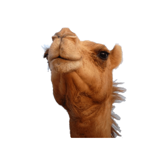 駱駝_沙漠之舟_camel_camel
