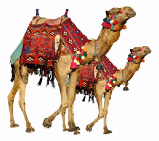 駱駝_沙漠之舟_camel_camel